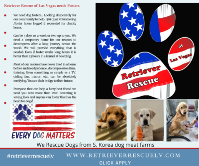 Flyer for retriever Rescue of Las Vegas shows pictures of rescued Dogs